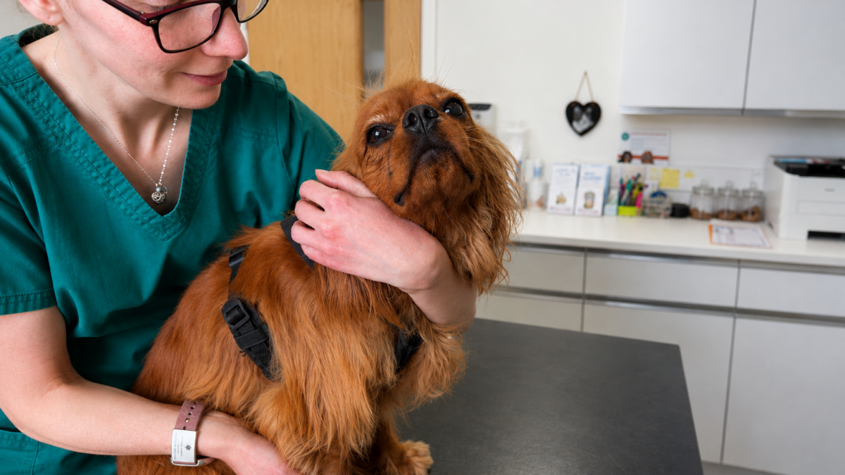 Puppy Wuppy a ruby rescue Cavalier King Charles Spaniel being prepped for a blood test