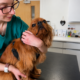 Puppy Wuppy a ruby rescue Cavalier King Charles Spaniel being prepped for a blood test