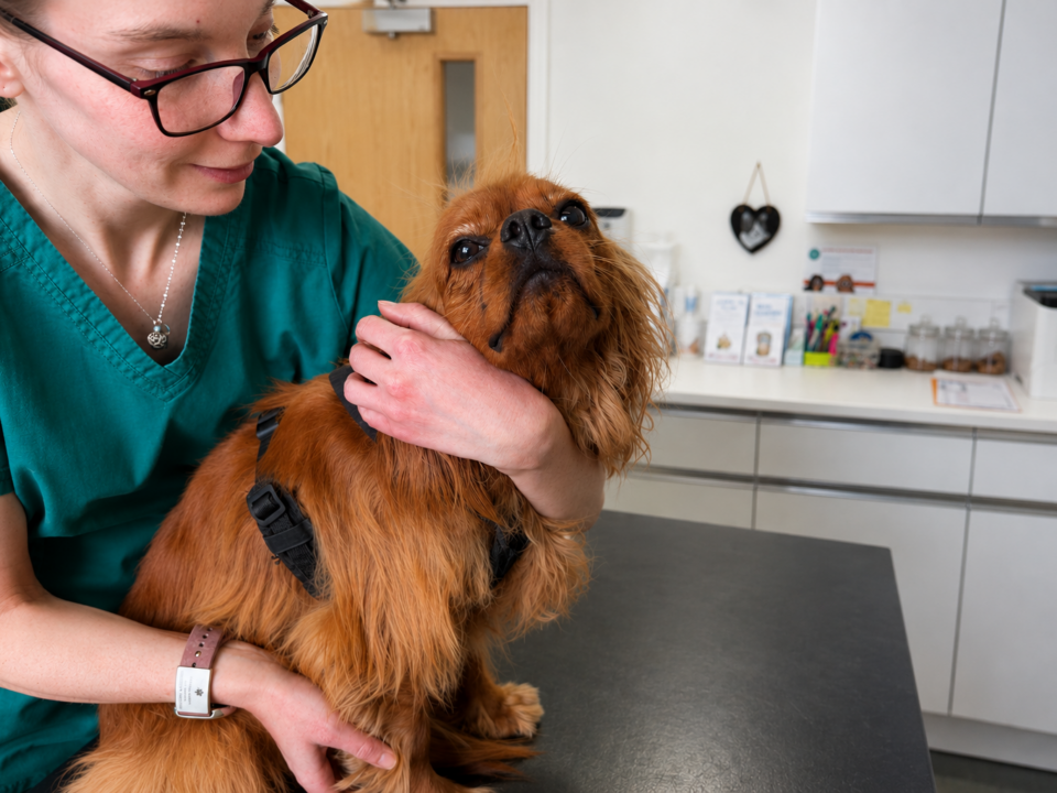 Puppy Wuppy a ruby rescue Cavalier King Charles Spaniel being prepped for a blood test