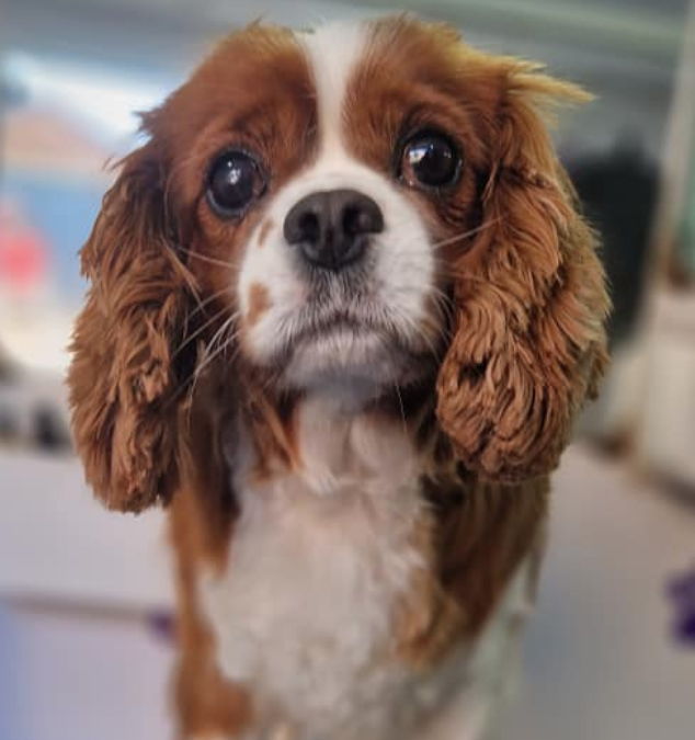 Ludo 5 year old Blenheim Cavalier