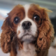 Ludo 5 year old Blenheim Cavalier