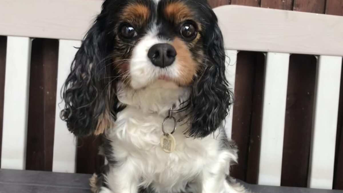 Pebbles Tricolour Cavalier