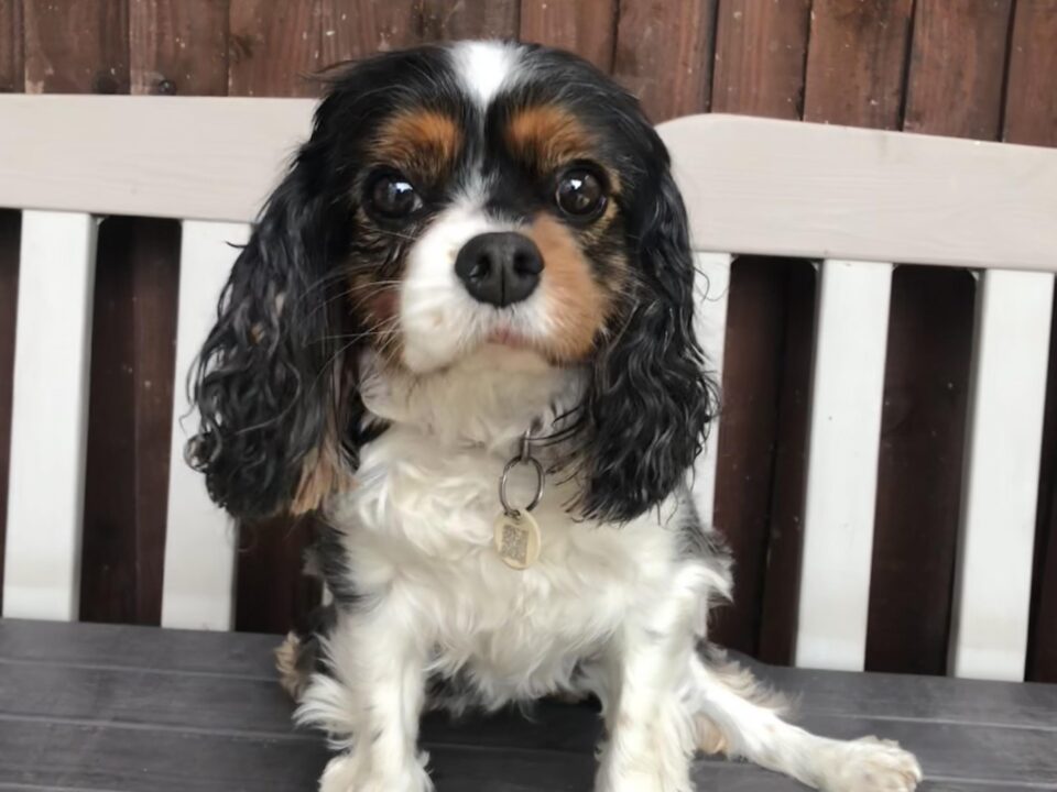 Pebbles Tricolour Cavalier