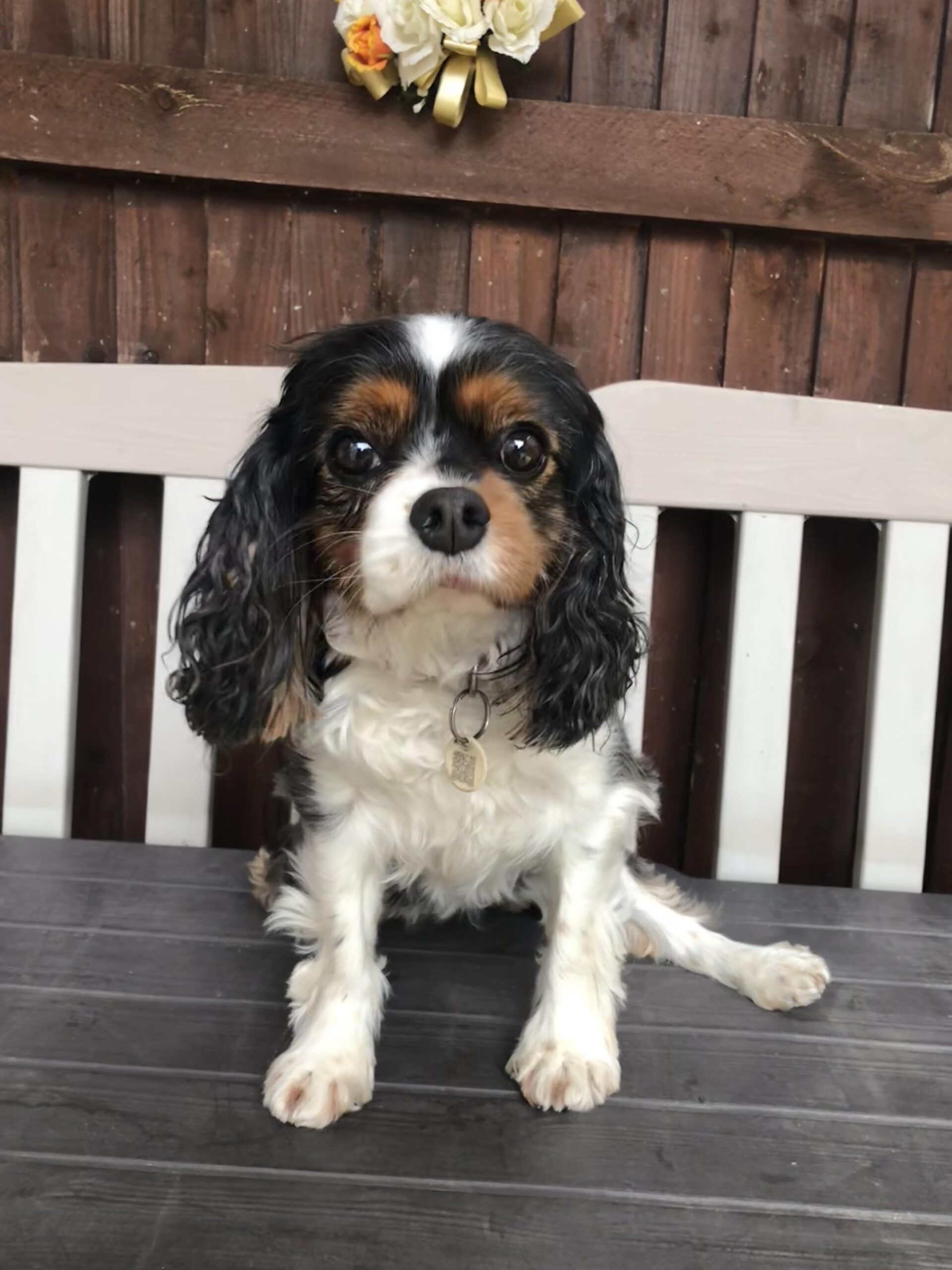 Pebbles Tricolour Cavalier