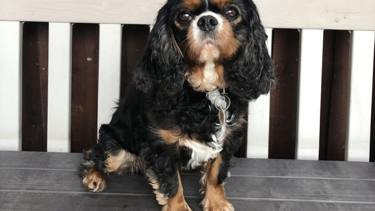 Tia 7-year-old black and tan Cavalier sitting on a bench