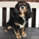 Tia 7-year-old black and tan Cavalier sitting on a bench