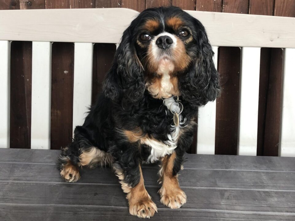 Tia 7-year-old black and tan Cavalier sitting on a bench