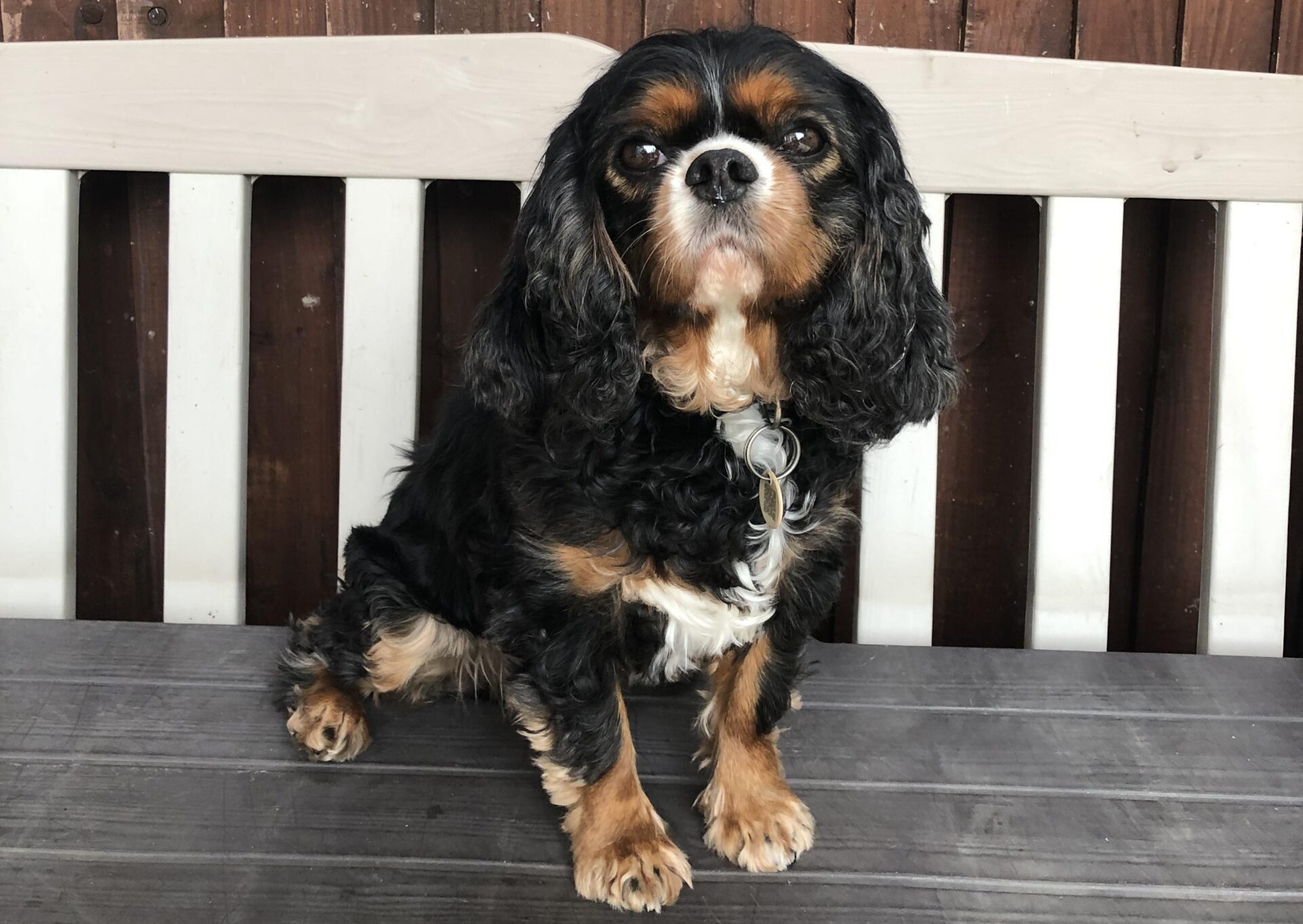 Tia 7-year-old black and tan Cavalier sitting on a bench
