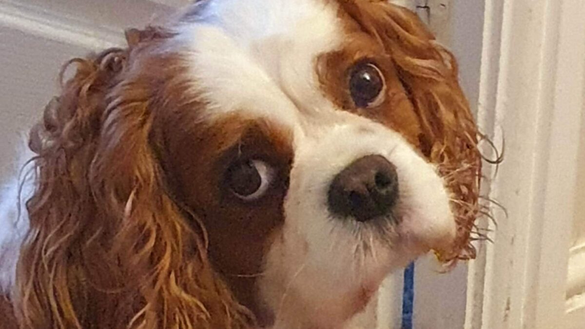 Tia 7 year old Cavalier King Charles Spaniel