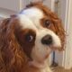 Tia 7 year old Cavalier King Charles Spaniel