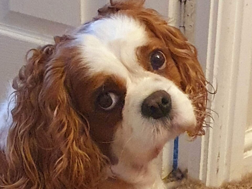 Tia 7 year old Cavalier King Charles Spaniel