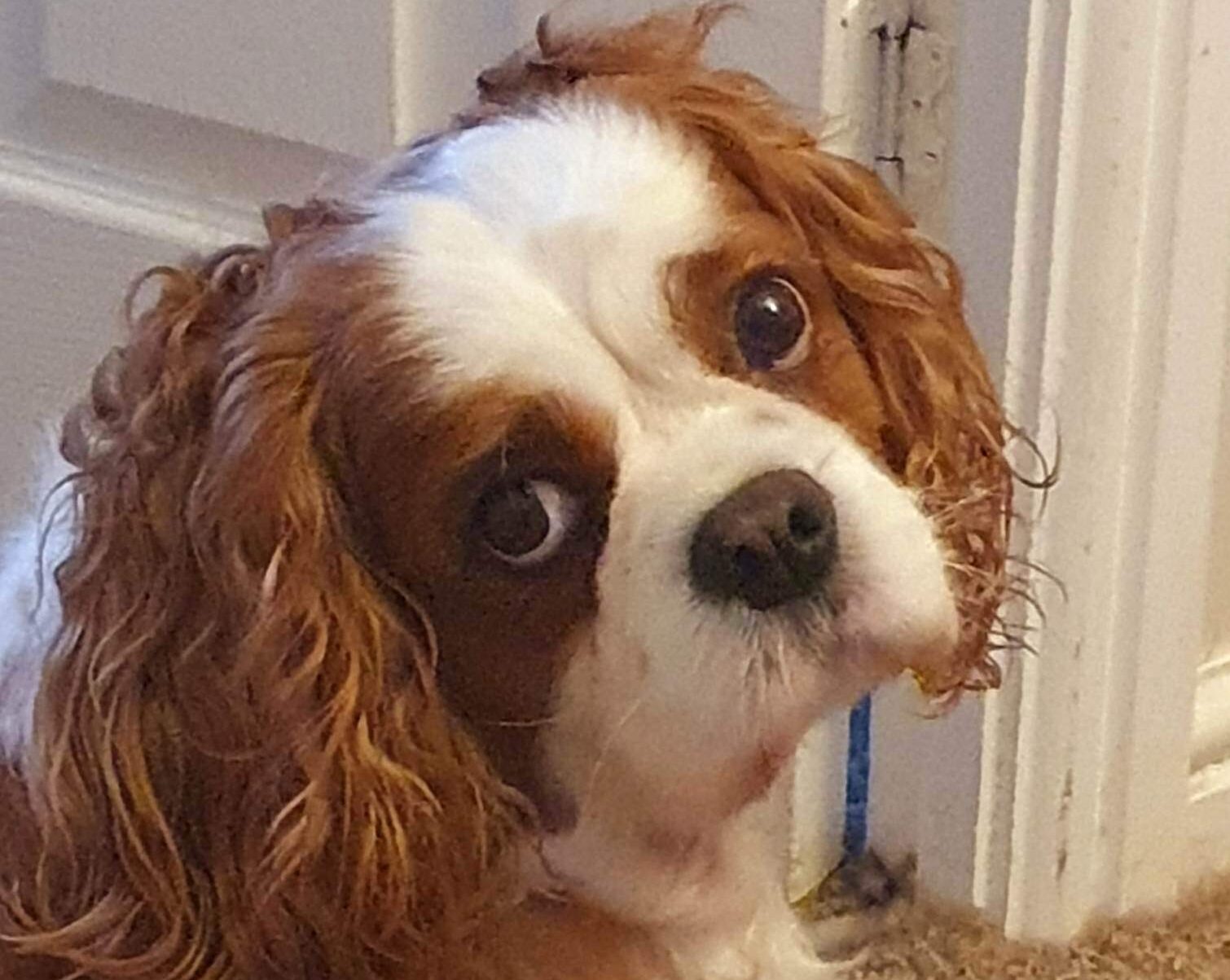 Tia 7 year old Cavalier King Charles Spaniel