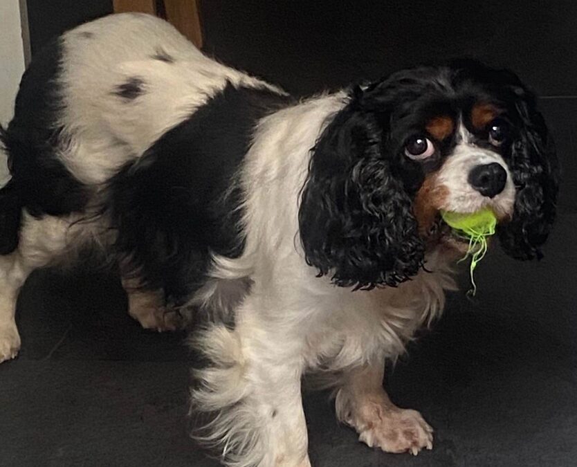 Lola Tricolour Cavalier King Charles Spaniel