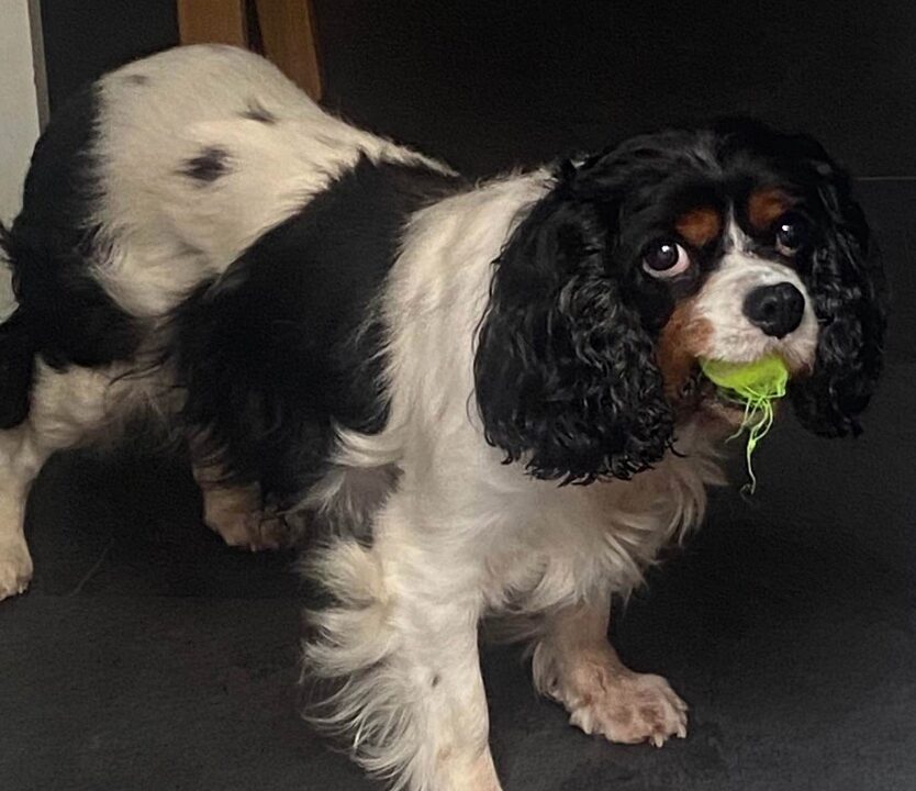 Lola Tricolour Cavalier King Charles Spaniel