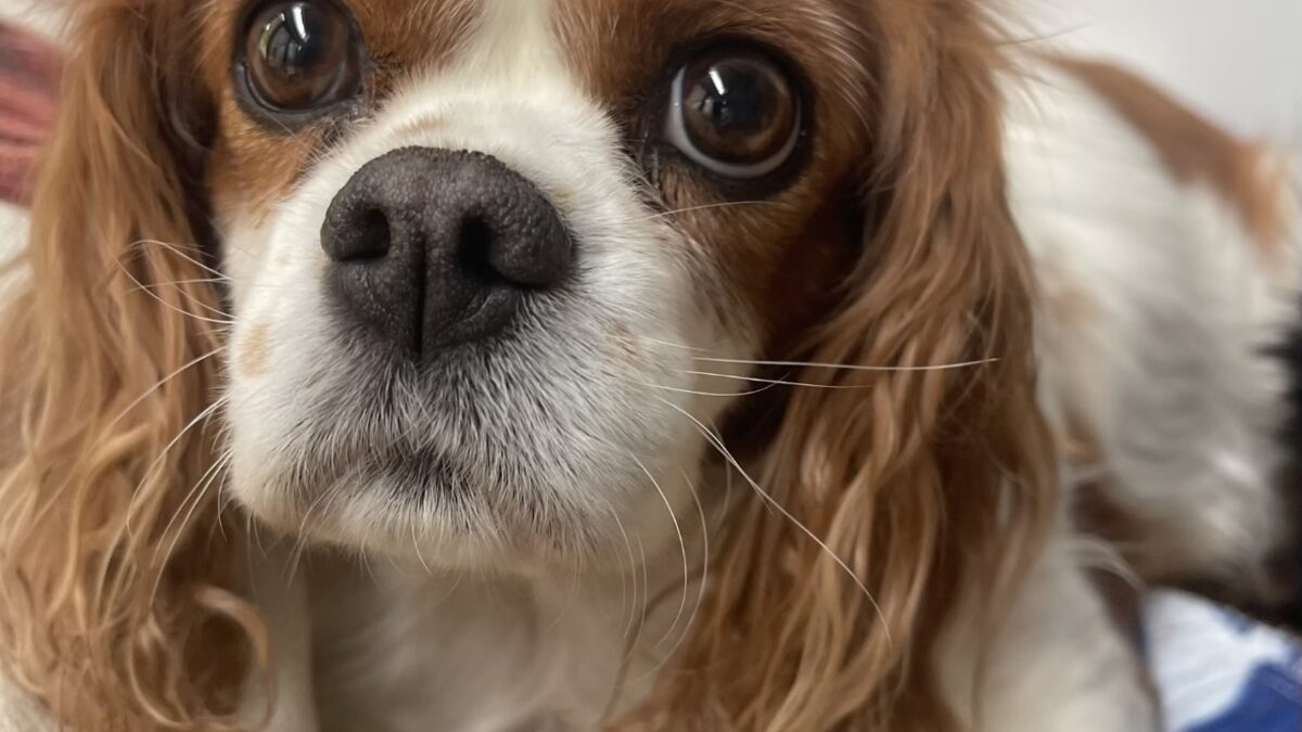 Lena Blenheim Cavalier age 8