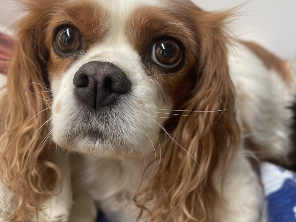 Lena Blenheim Cavalier age 8