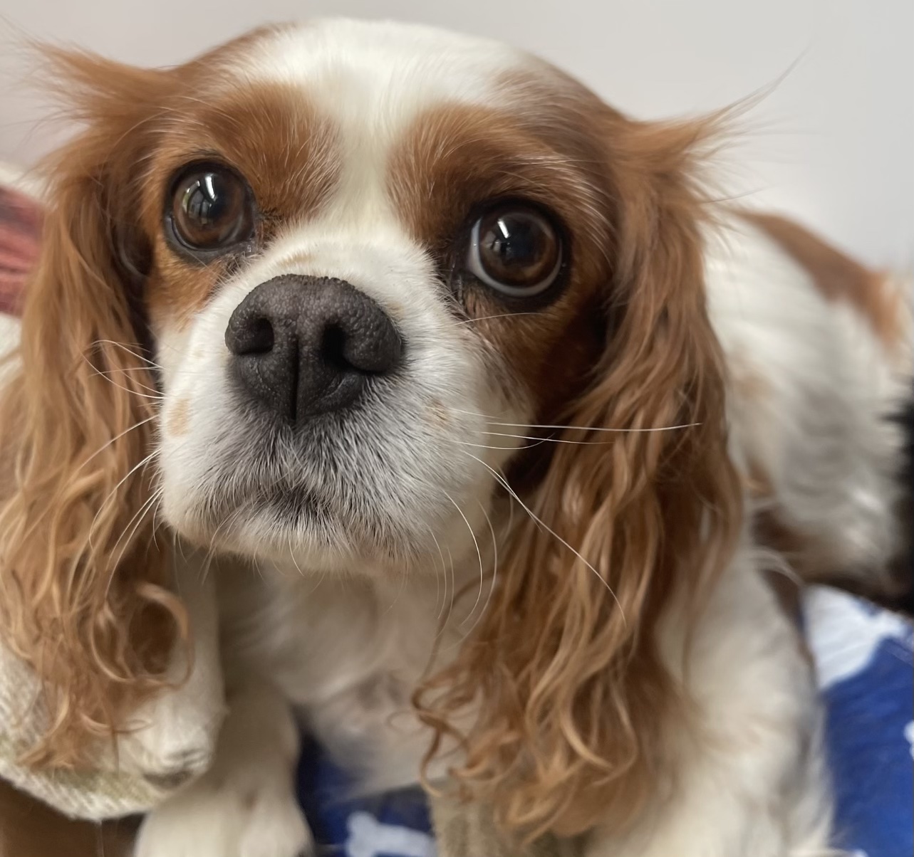 Lena Blenheim Cavalier age 8