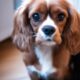 Ruby and white Cavalier King Charles Spaniel