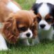 Cavalier puppies, one blenheim and one Tricolour on grass