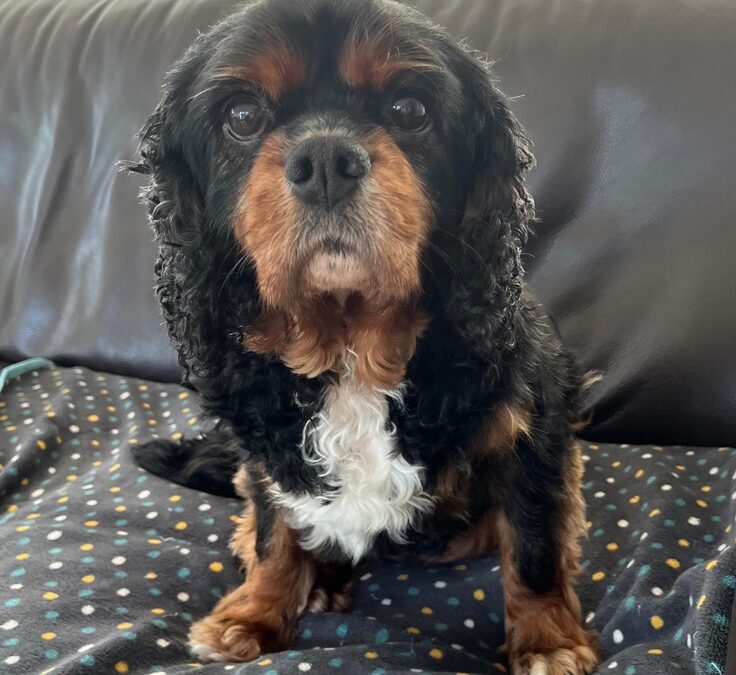 Levi black and tan Cavalier King Charles Spaniel