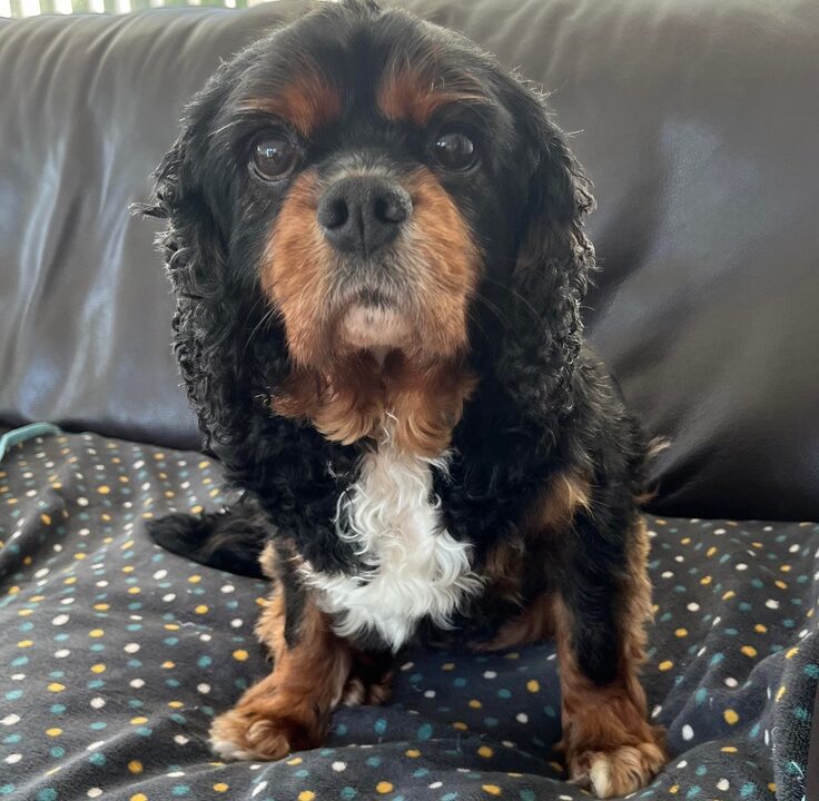 Levi black and tan Cavalier King Charles Spaniel