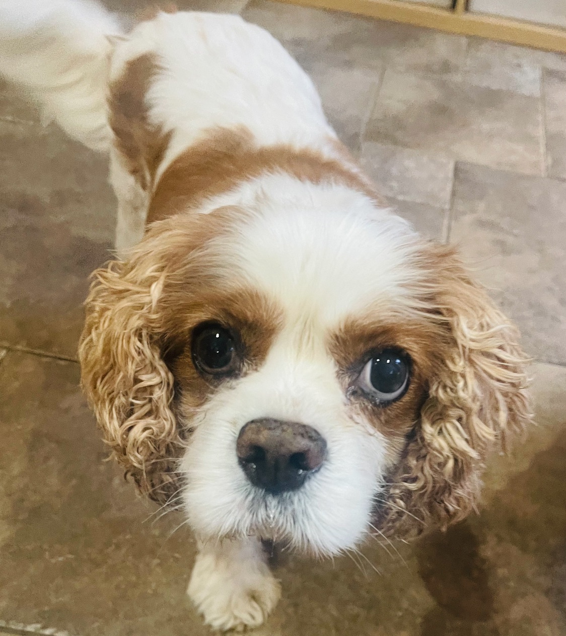 Monty Blenheim Cavalier King Charles Spaniel