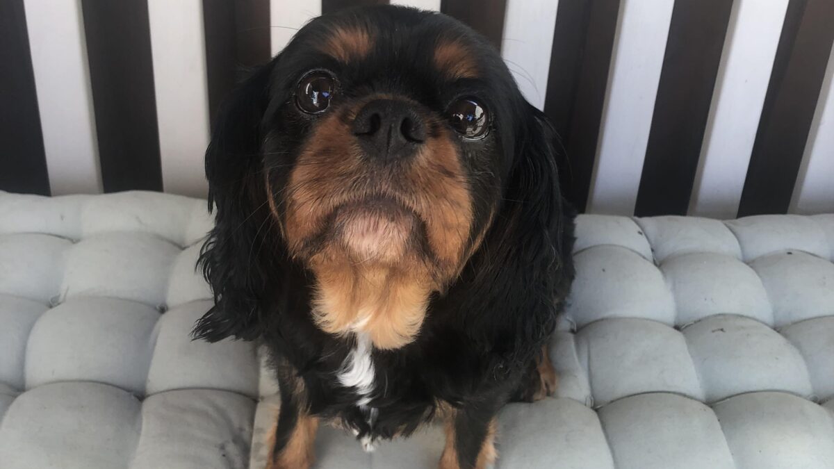 Molly 6 year old black and tan Cavalier