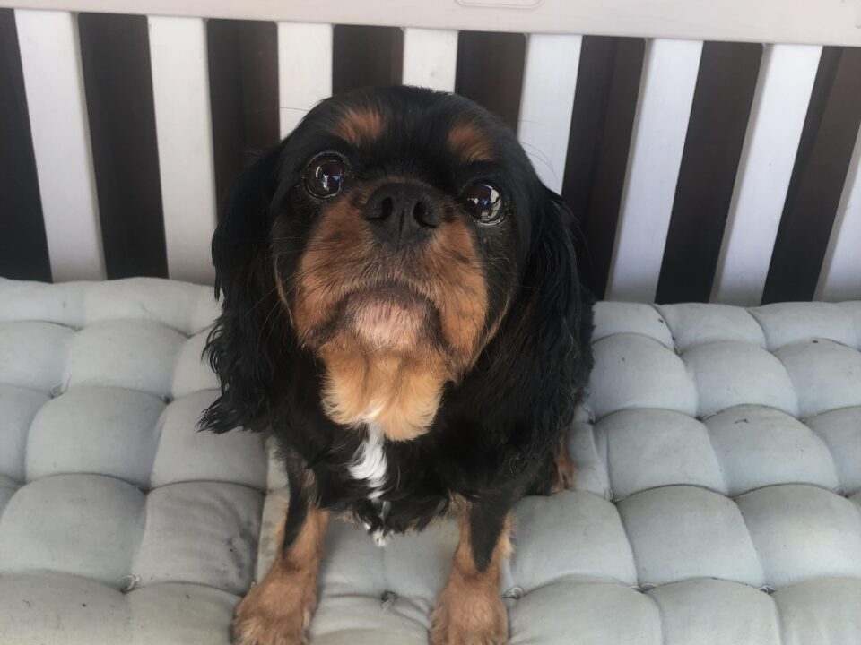 Molly 6 year old black and tan Cavalier