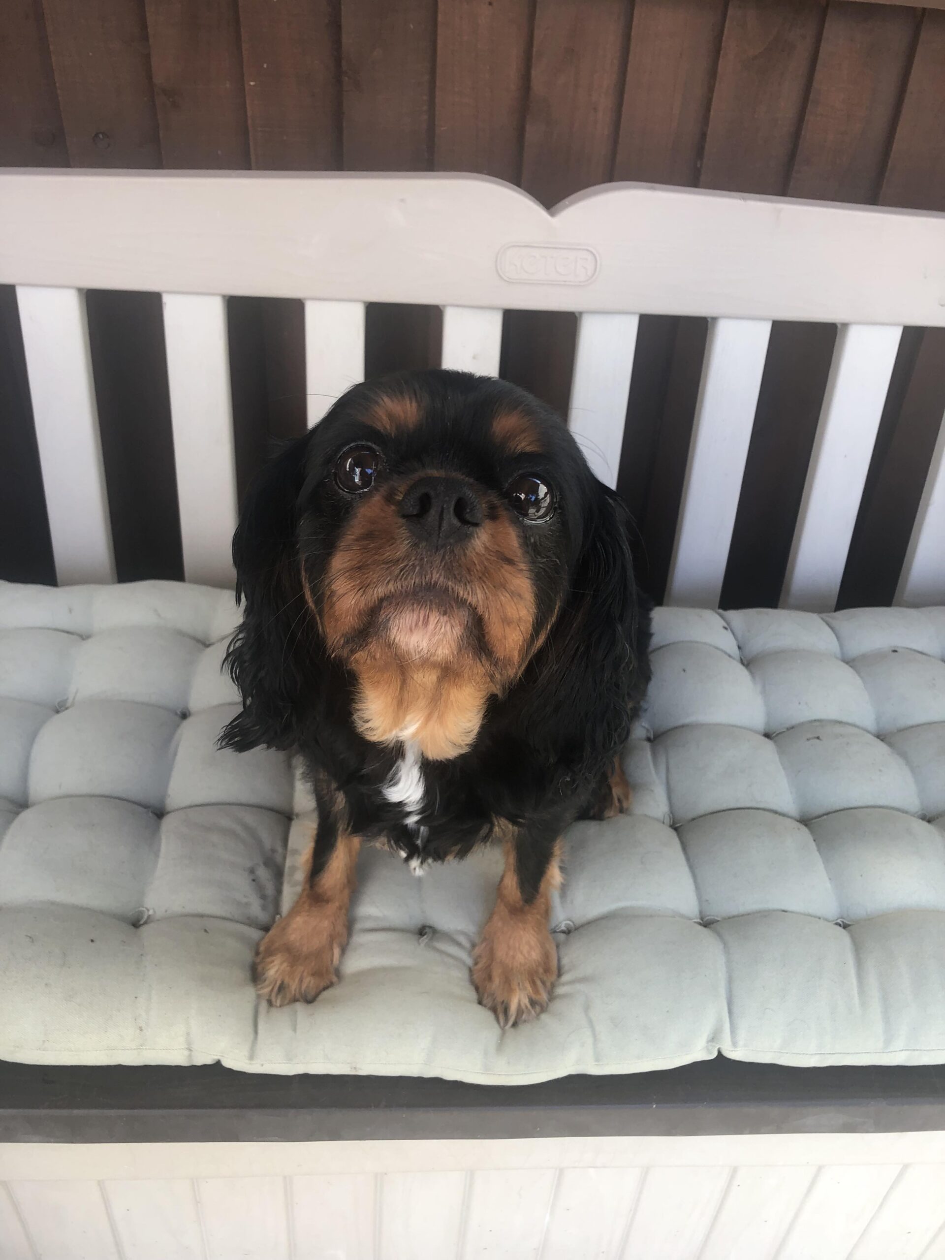 Molly 6 year old black and tan Cavalier