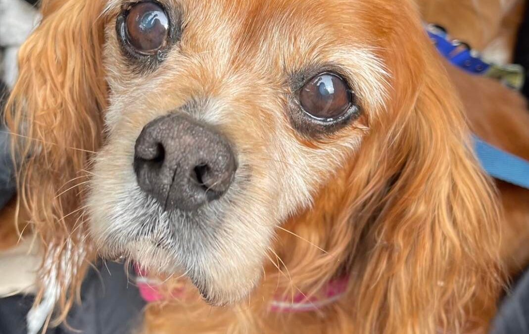 Mollie 15 year old Ruby Cavalier