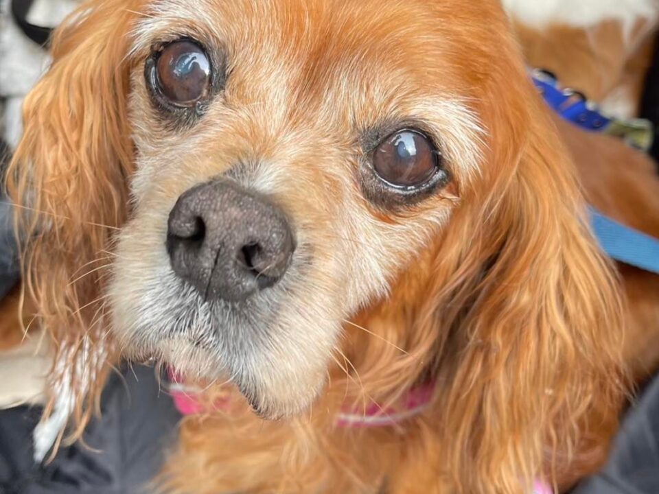 Mollie 15 year old Ruby Cavalier