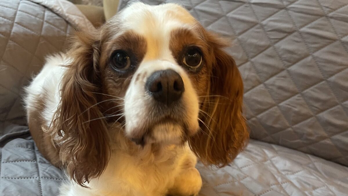 Eva Blenheim Cavalier King Charles Spaniel