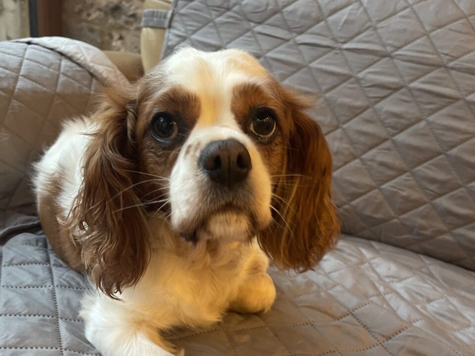 Eva Blenheim Cavalier King Charles Spaniel