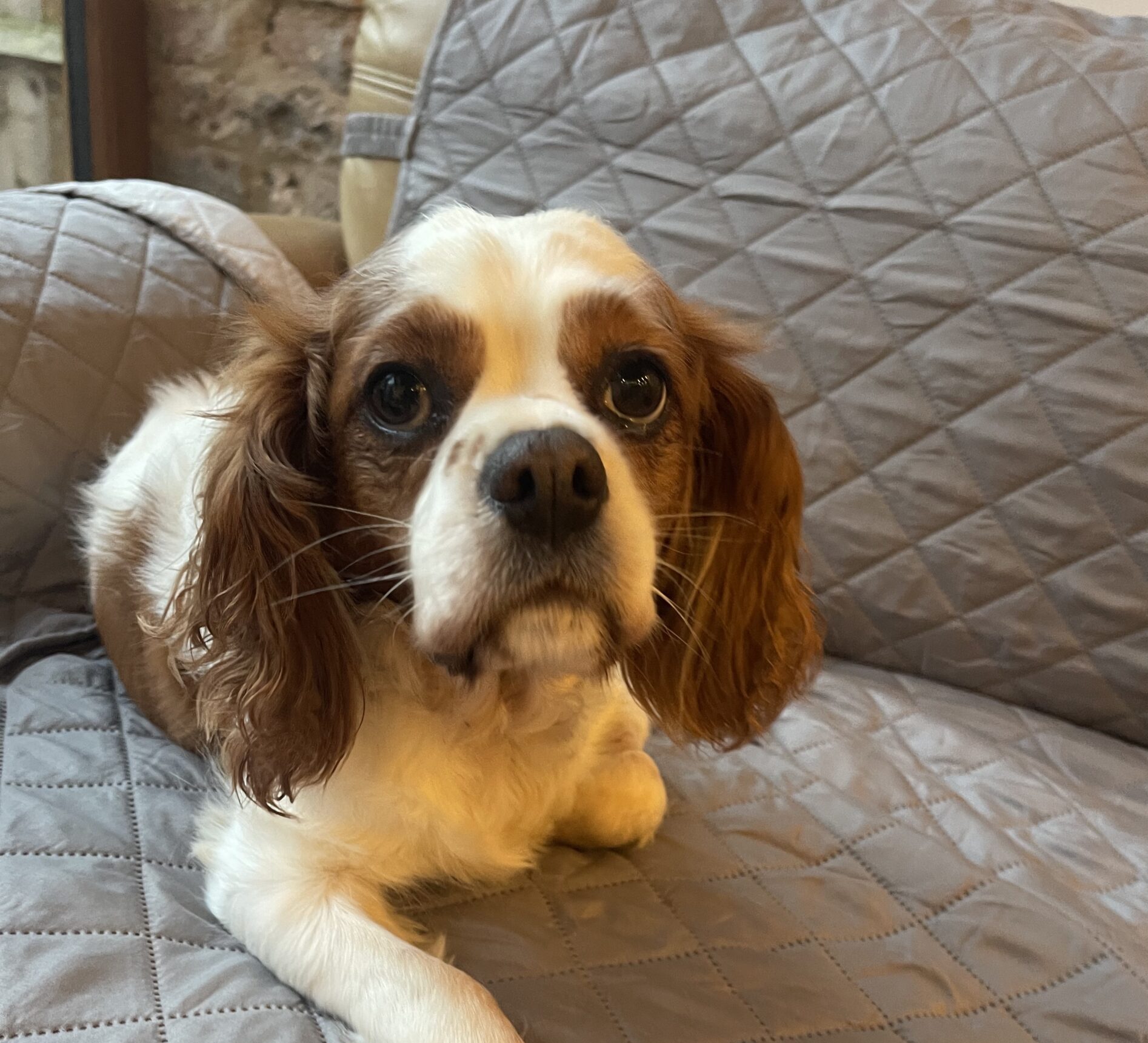 Eva Blenheim Cavalier King Charles Spaniel