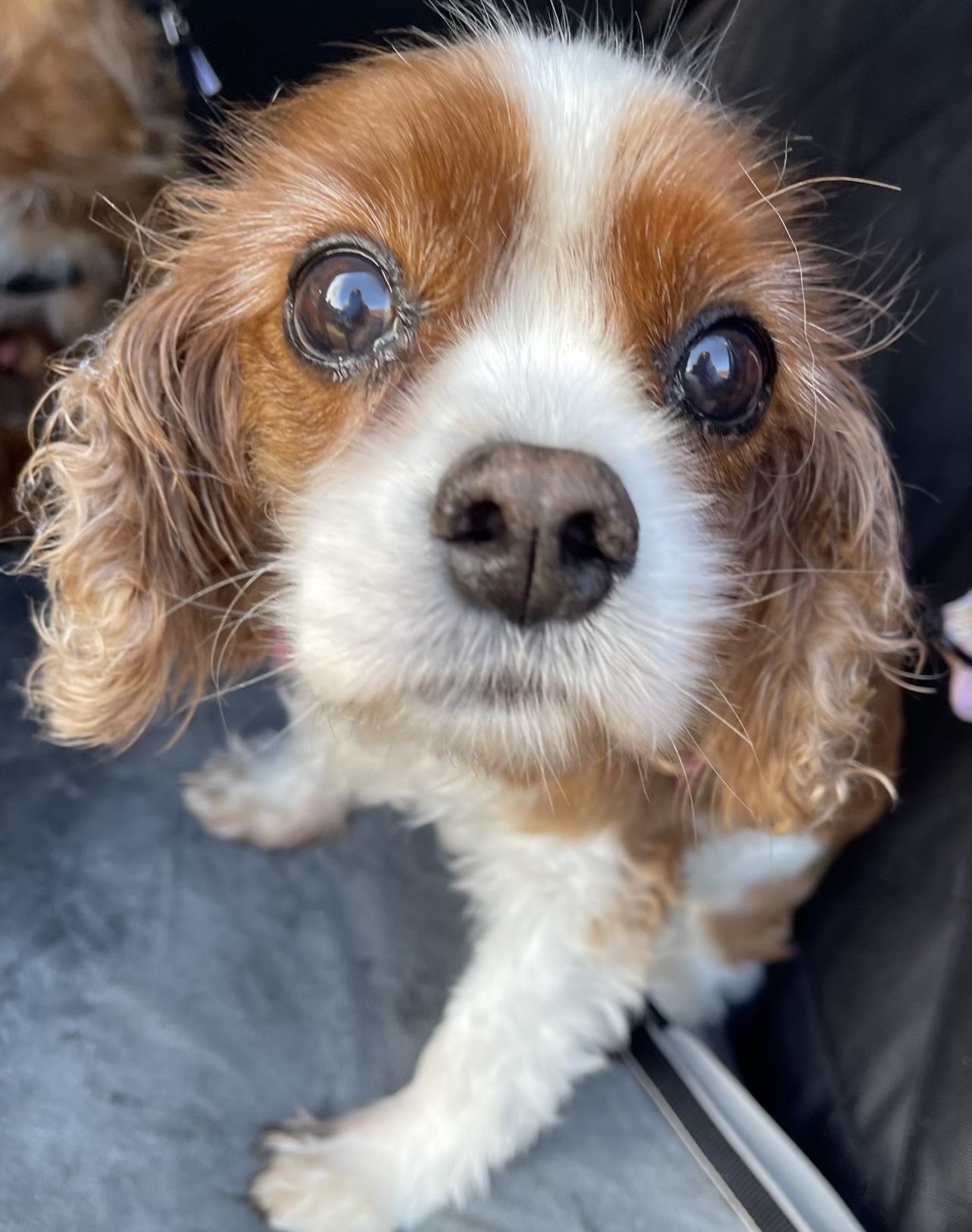 Lily Blenheim Cavalier