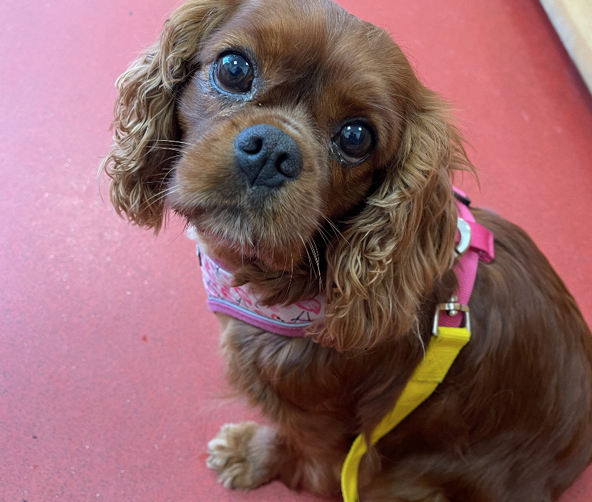 ruby Cavalier King Charles Spaniel