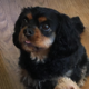 Rio black and tan Cavalier King Charles Spaniel