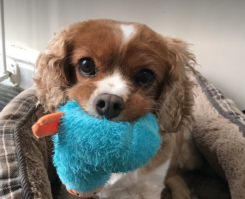 Dixie Blenheim Cavalier King Charles Spaniel