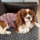 Blenheim Cavalier King Charles Spaniel