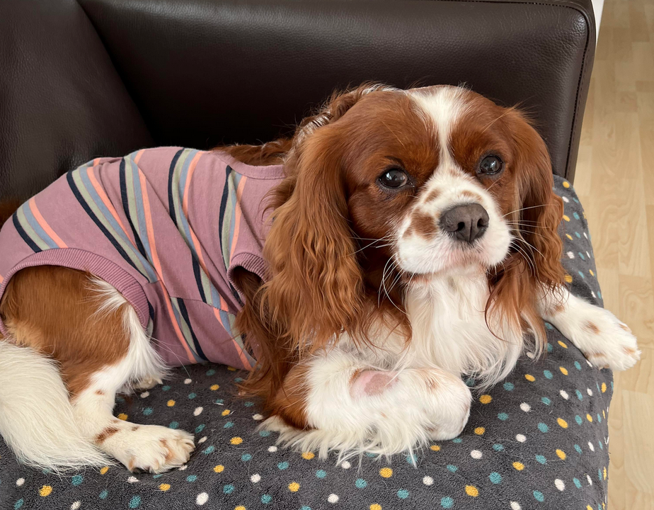Blenheim Cavalier King Charles Spaniel