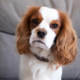 concerned looking rescue Cavalier King Charles Spaniel