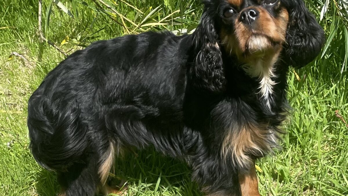 Bella black and tan Cavalier King Charles Spaniel