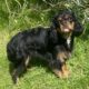 Bella black and tan Cavalier King Charles Spaniel