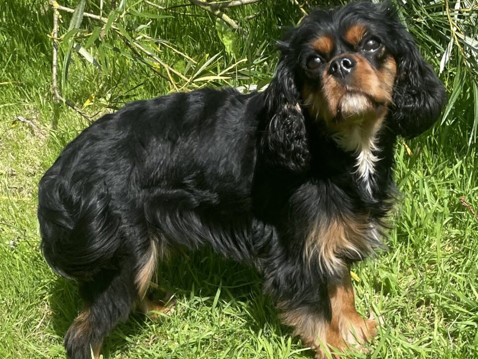 Bella black and tan Cavalier King Charles Spaniel