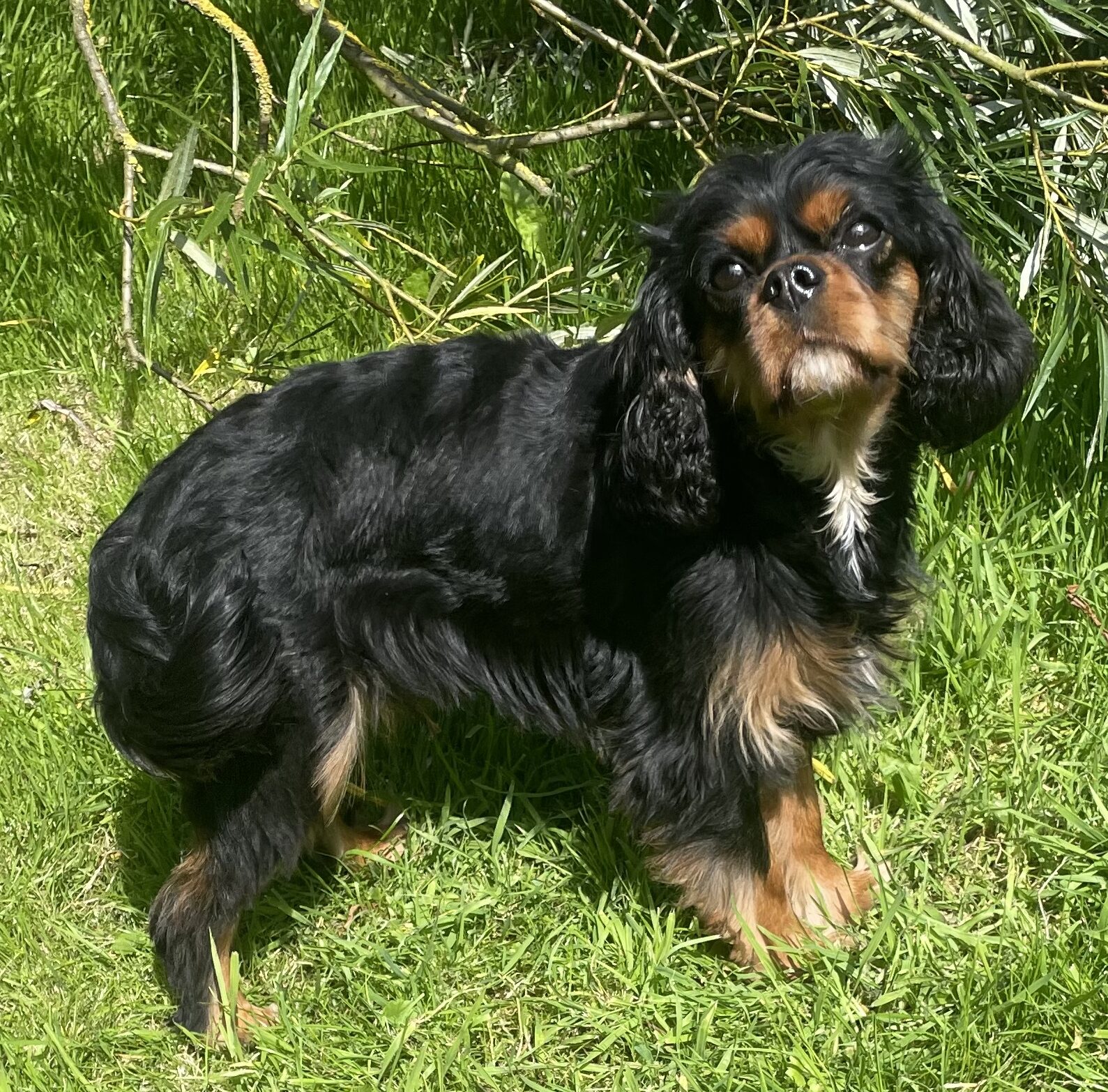 Bella black and tan Cavalier King Charles Spaniel