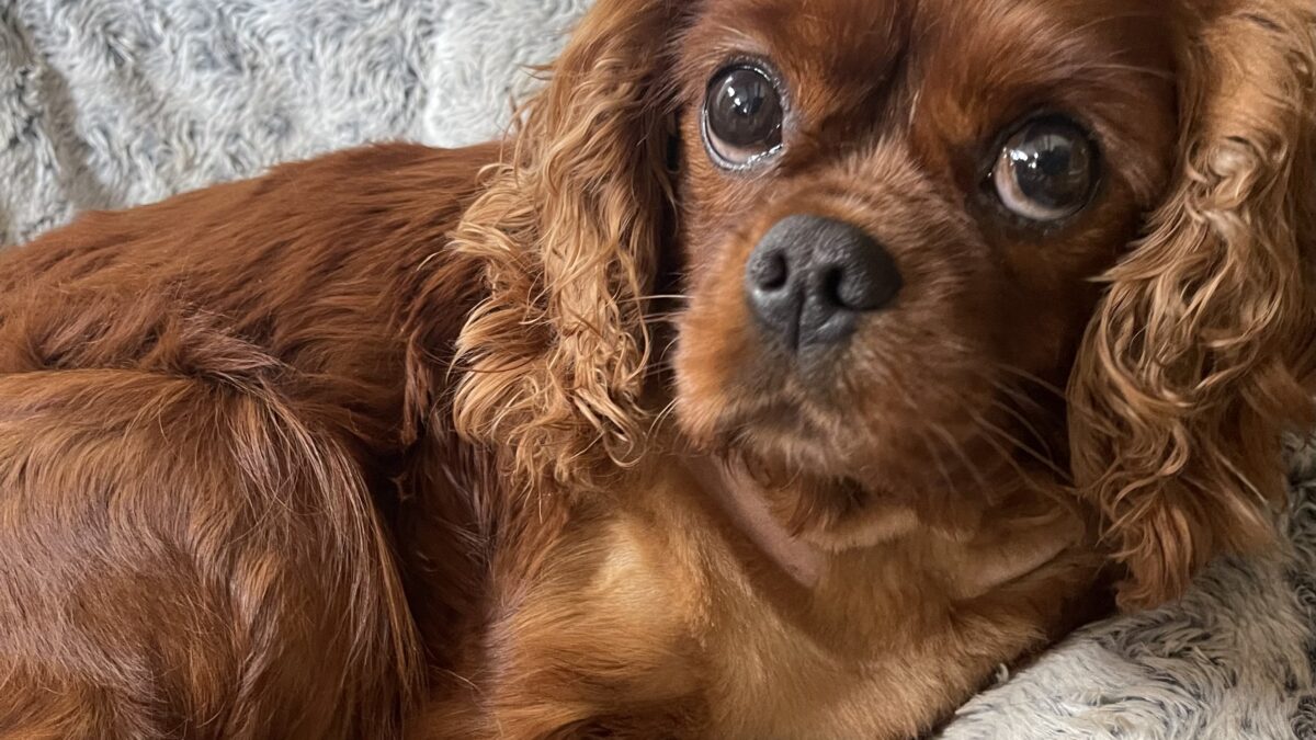 The cost of owning a Cavalier, a ruby Cavalier looking sad
