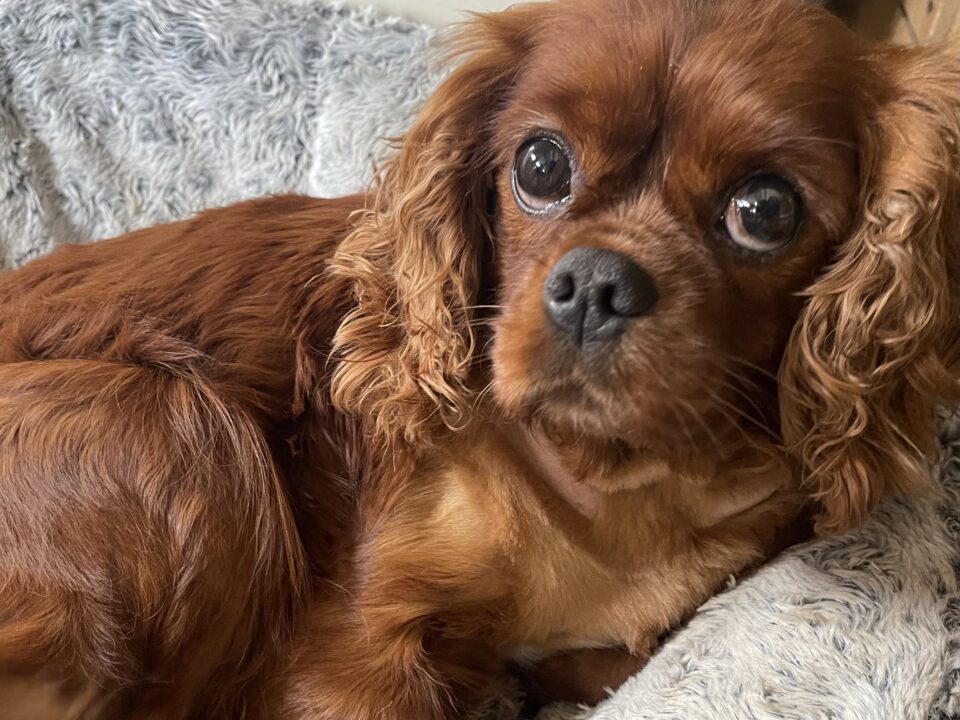 The cost of owning a Cavalier, a ruby Cavalier looking sad