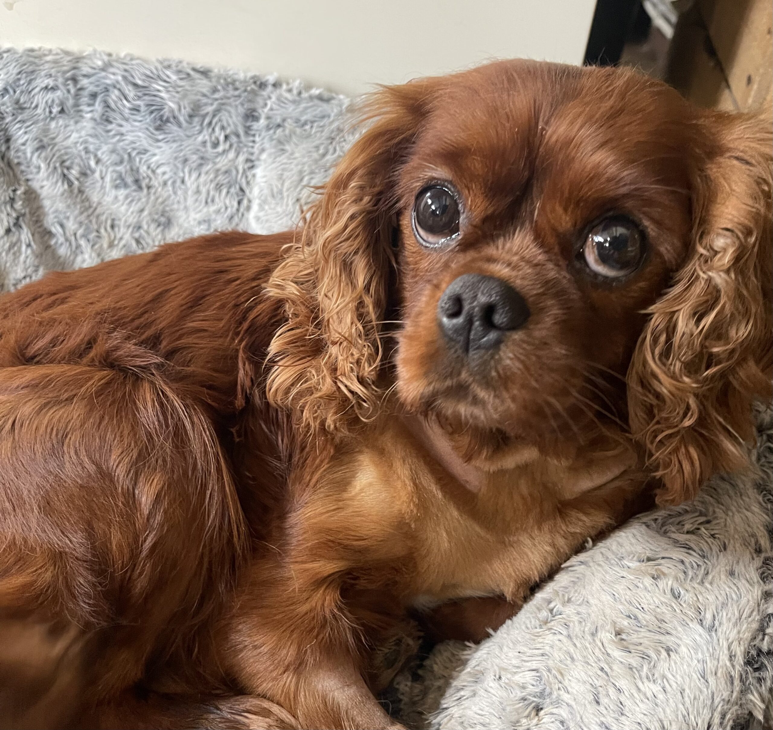How much does it cost to own a Cavalier King Charles Spaniel? Bliss Cavalier Rescue