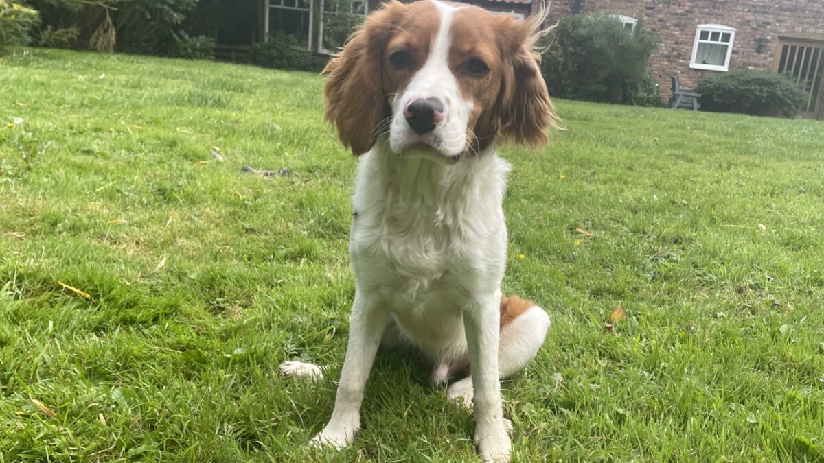 Bailey Blenheim Puppy Cavalier King Charles