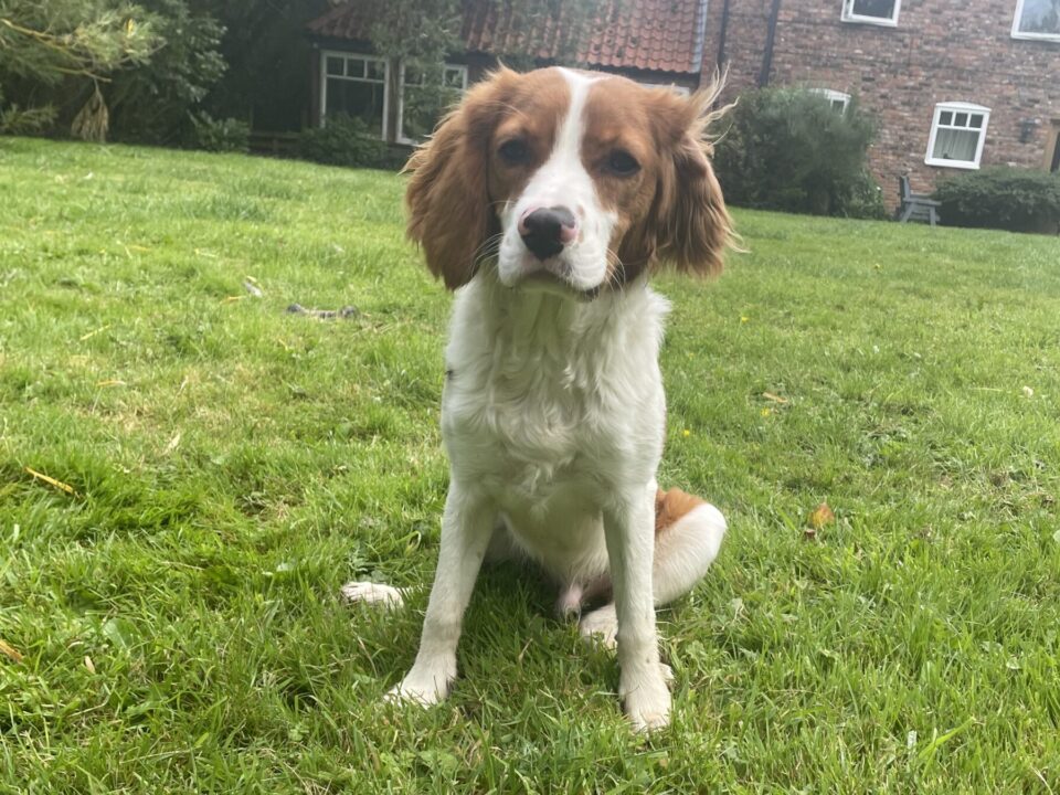 Bailey Blenheim Puppy Cavalier King Charles